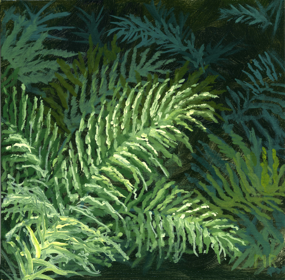 Lush Ferns

